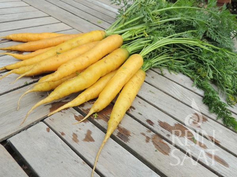 moe027_zlta mrkva vysevny pasik